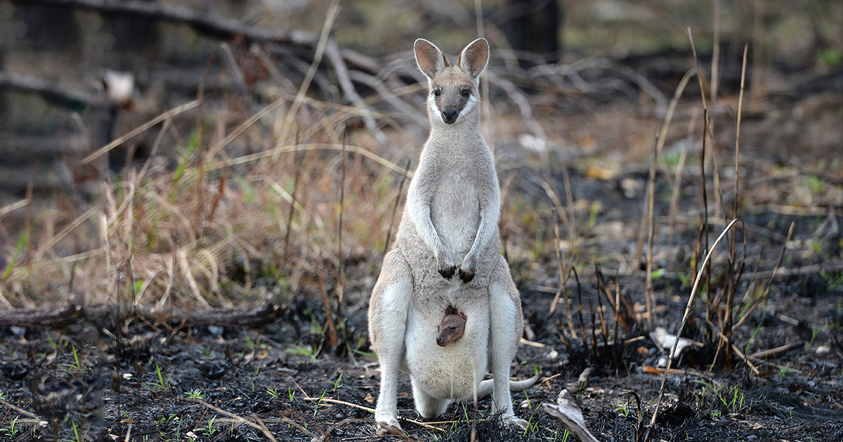 Sad Kangaroo on burnt lands
